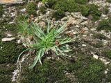 Plantago atrata подвид carpathica. Отцвётшие растения. Украина, Закарпатская обл., Раховский р-н, хр. Свидовец, ≈ 1800 м н.у.м., поросшая мхом скала. 2 июля 2010 г.