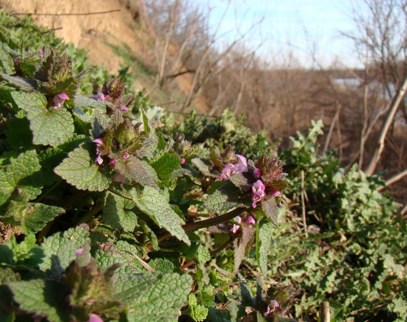 Изображение особи Lamium purpureum.