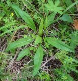 Succisa pratensis. Вегетирующее растение в сообществе Potentilla и Geranium sylvaticum. Пермский край, Оханский р-н, Кунчурихинский бор, опушка соснового бора. 14.07.2018.