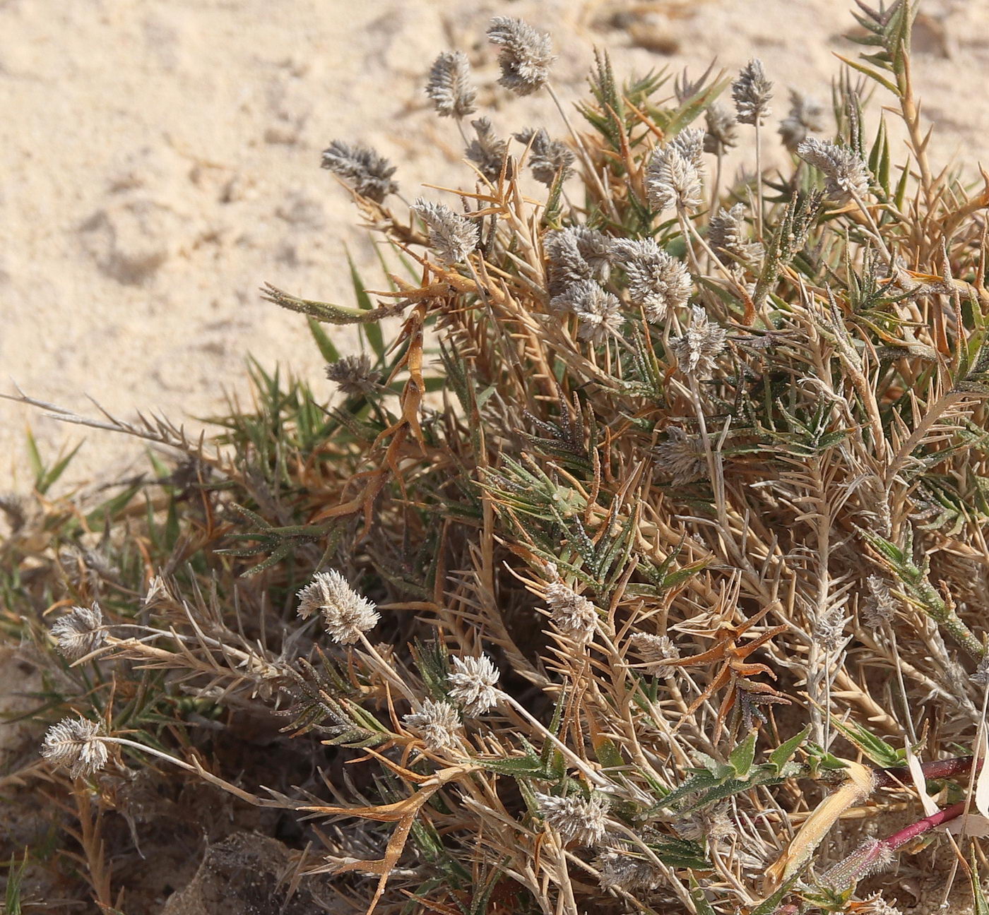 Изображение особи Aeluropus repens.