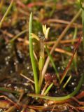 Littorella uniflora. Цветущее растение. Нидерланды, провинция Drenthe, Brunsting, заказник Brunstinger plassen, зарастающее сфагнумом мелководье. 25 июля 2008 г.