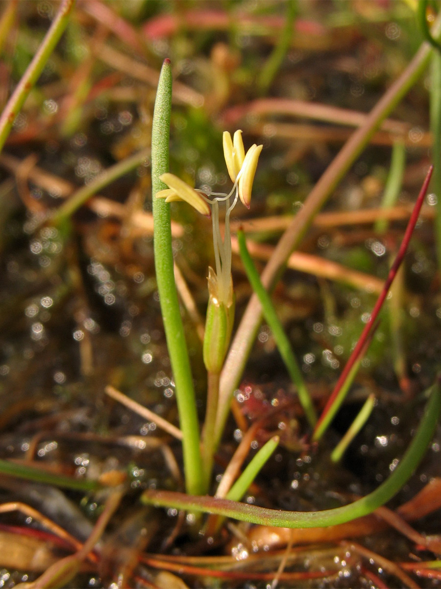 Изображение особи Littorella uniflora.