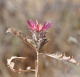 Carlina pygmaea