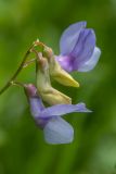 Lathyrus cyaneus. Соцветие. Краснодарский край, Мостовский р-н, окр. пос. Узловой, ю.-в. склон горы Асбестная, субальпийский луг. 15.06.2019.