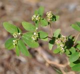 Euphorbia hypericifolia. Верхушка цветущего побега. Республика Кипр, п-ов Акама, Бани Афродиты (Λουτρά της Αφροδίτης, χερσόνησος Ακάμα), обочина дороги. 17.11.2019.