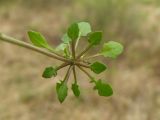 Arabidopsis gemmifera. Нижняя часть растения (прикорневая розетка), извлеченного из земли. Магаданская обл., г. Магадан, окр. мкр-на Снежная Долина, поляна недалеко от жилья. 09.06.2019.