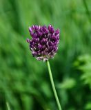 Allium rotundum