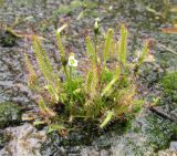 Drosera linearis