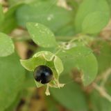 Cucubalus baccifer. Плод. Север Краснодарского края, Кущёвский р-н, хут. Гослесопитомник, сорное. 29.09.2010.