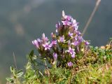 Gentianella biebersteinii