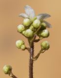 Saxifraga paniculata