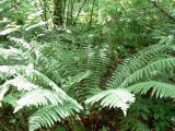 Dryopteris crassirhizoma