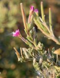 Epilobium villosum