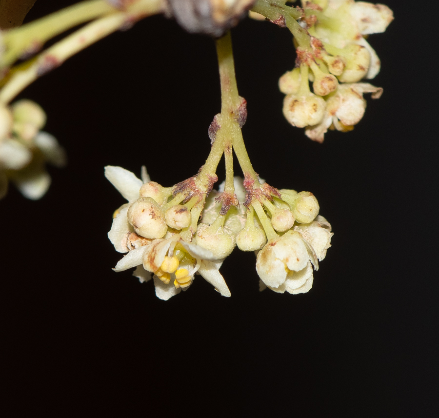 Изображение особи Gymnosporia senegalensis.