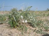 Astragalus scabrisetus