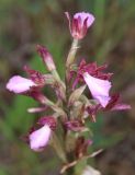 Anacamptis papilionacea subspecies schirwanica. Верхушка соцветия. Дагестан, Дербентский р-н, 3 км ЮЗ с. Геджух, луговая степь, среди кустарников. 6 мая 2022 г.