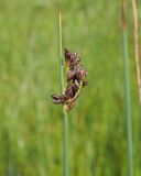 Schoenoplectus tabernaemontani