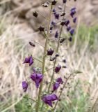 Verbascum phoeniceum