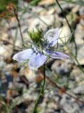 Nigella elata. Верхушка побега с цветком. Крым, окр. пос. Краснокаменка, подножие скалы Красный Камень, каменистая осыпь. 14.07.2021.