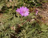 Geranium tuberosum