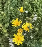 Hieracium umbellatum