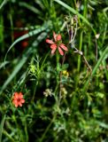 Adonis flammea