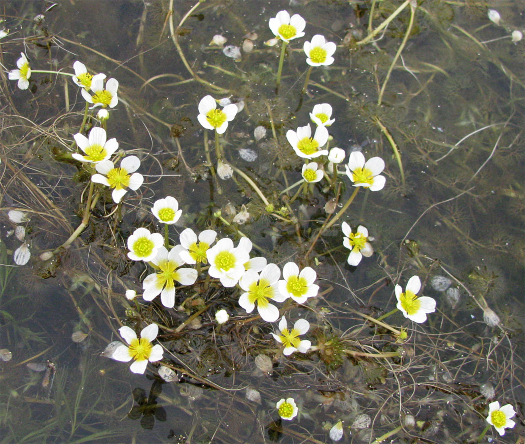 Изображение особи Ranunculus circinatus.