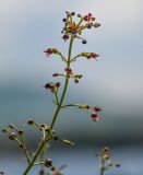 Scrophularia variegata. Верхушка соцветия. Армения, обл. Гегаркуник, берег оз. Севан, окр. монастыря Севанаванк, ≈ 1900 м н.у.м., каменистый склон. 23.06.2022.