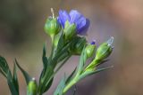 Linum usitatissimum