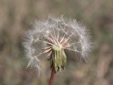 Taraxacum pobedimovae