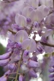 Wisteria sinensis