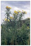 Senecio tataricus