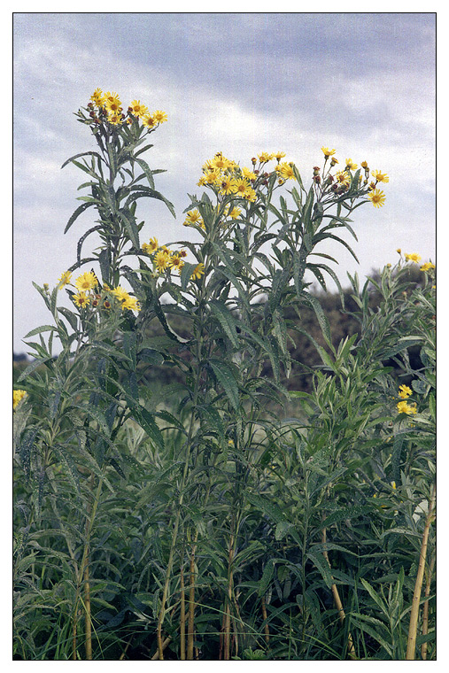 Изображение особи Senecio tataricus.