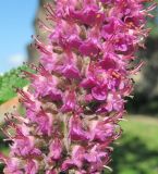 Teucrium hircanicum