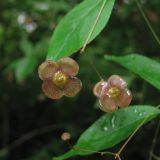 Euonymus verrucosus