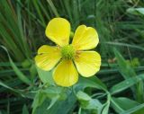 Ranunculus lingua