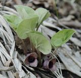 Asarum sieboldii. Цветущее растение. Владивосток, Академгородок. 23 апреля 20009 г.