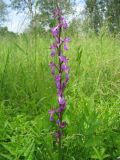 Anacamptis laxiflora ssp. elegans