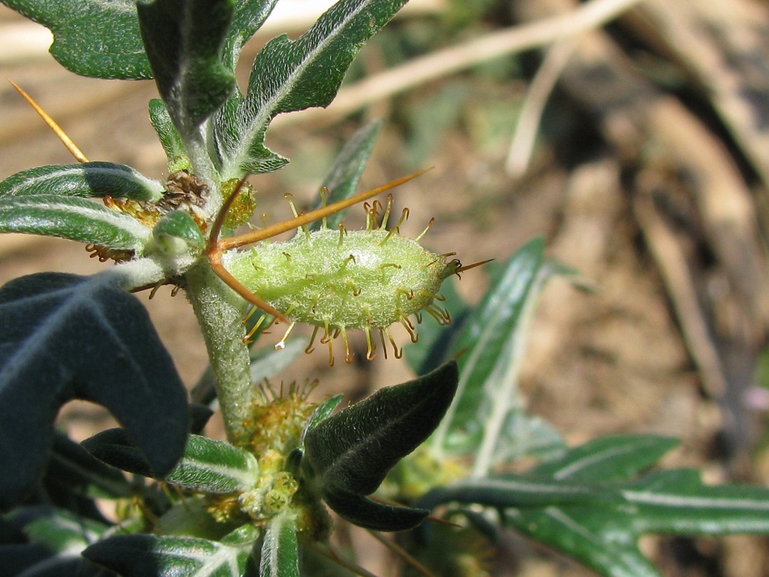 Изображение особи Xanthium spinosum.