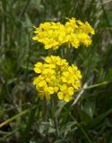 Alyssum trichostachyum. Соцветия. Карачаево-Черкесия, Теберда, гора Лысая. 29.05.2013.