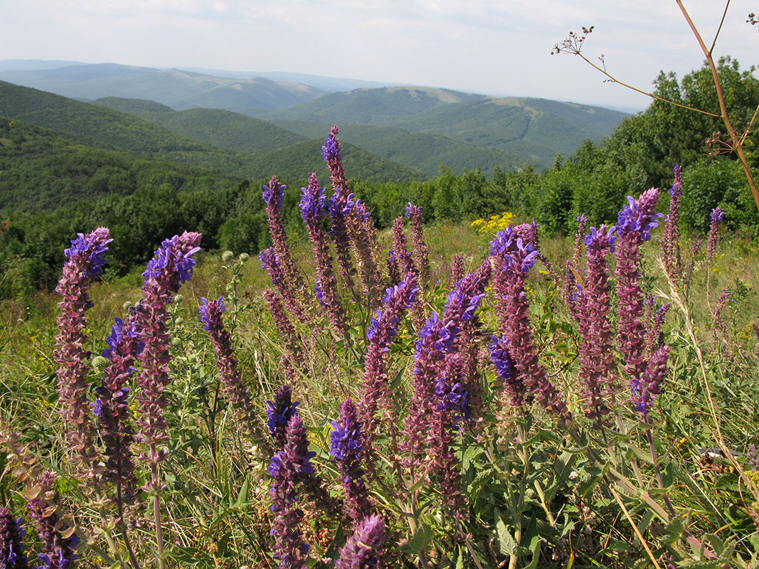 Изображение особи Salvia tesquicola.