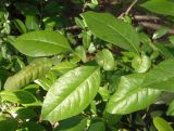 Chaenomeles speciosa. Верхушка побега. Крым, г. Ялта, в городском озеленении. 20.05.2013.