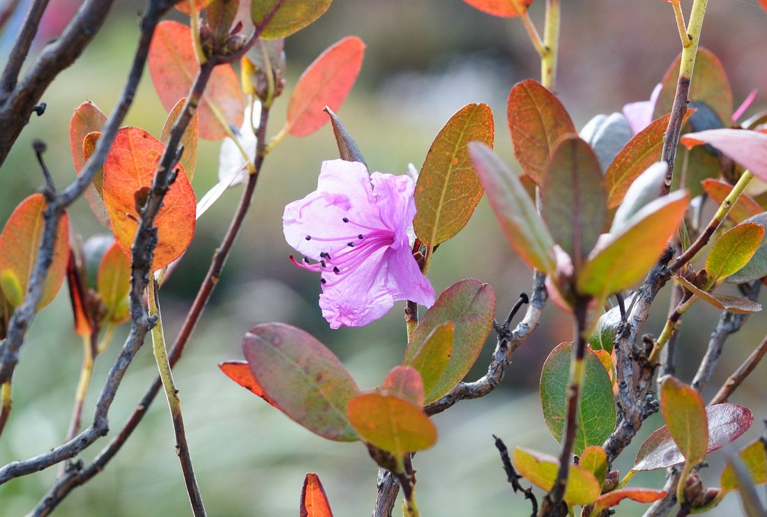Изображение особи Rhododendron mucronulatum.