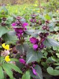 Lamium maculatum