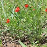 Adonis flammea