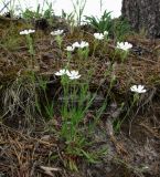 Lychnis samojedorum