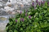 Phlomoides oreophila