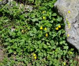 Ranunculus repens