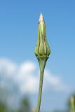 Tragopogon pratensis. Верхушка побега с соплодием. Ленинградская обл., Волосовский р-н, луг на обочине шоссе. 08.06.2014.