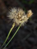 Scorzoneroides autumnalis. Верхушки побегов с соплодиями. Калужская обл., ст. Думиничи, обочина дороги. 25.08.2009.